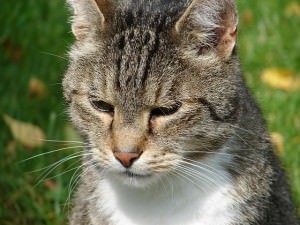 A cat that looks sick with the flu