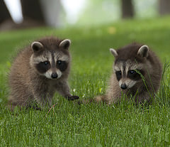 Raccoons are cute, but in your home they could be dangerous to your health