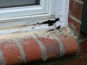 Cracked Window Sill