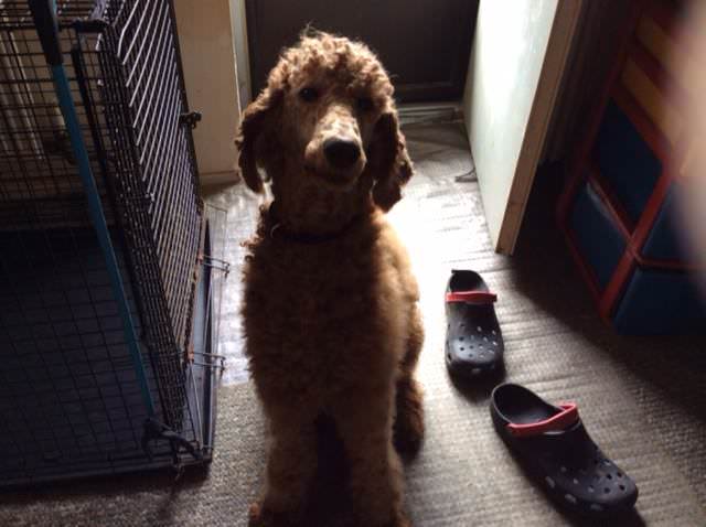 Jersey, the Whoodle mother Standard Poodle