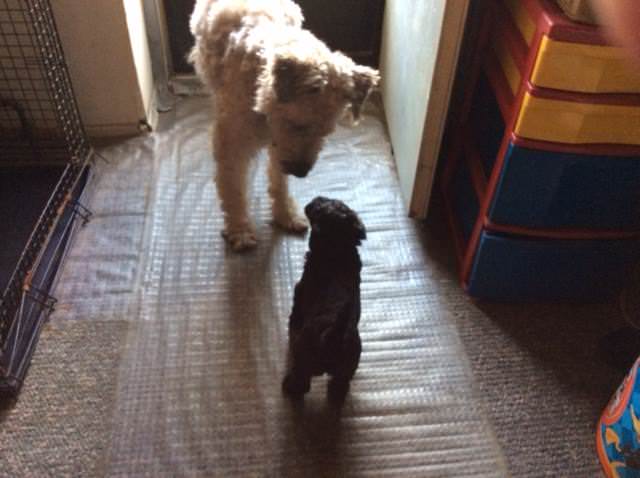 Cooper the Wheaten and his Whoodle son