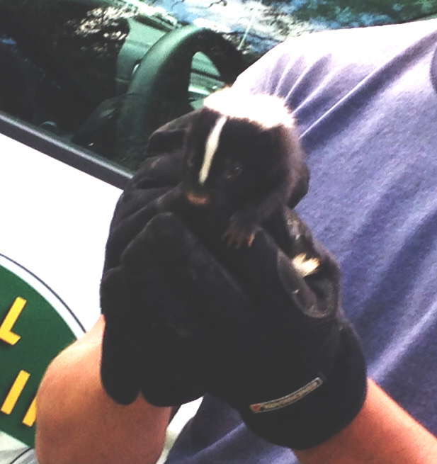 Example of skunk being removed from home