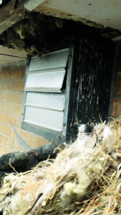 Massive damage to soffit vents by raccoons