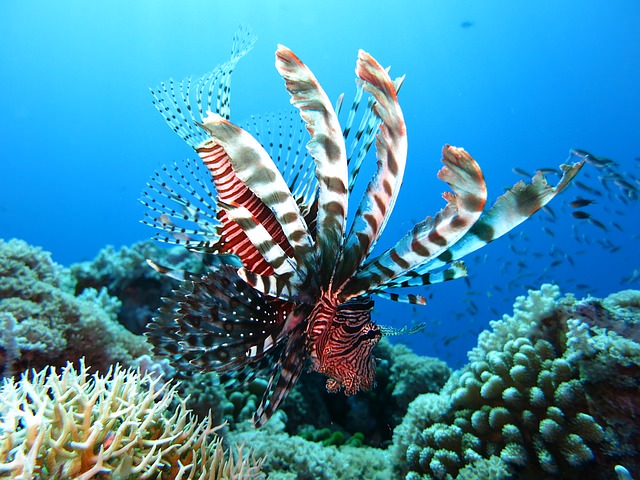 Example Lionfish