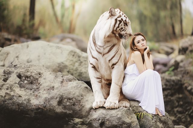 Girl and tiger on a date